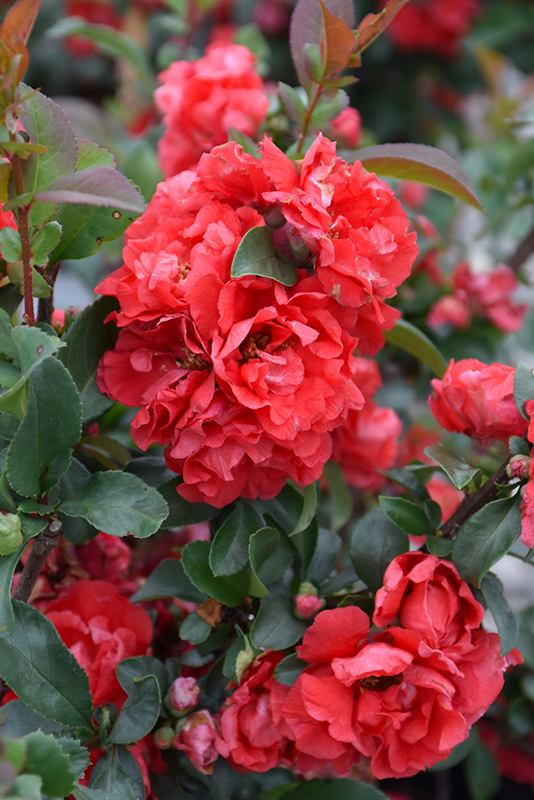 Double Take Pink Flowering Quince (Chaenomeles speciosa 'Pink Storm') at Oakland Nurseries Inc