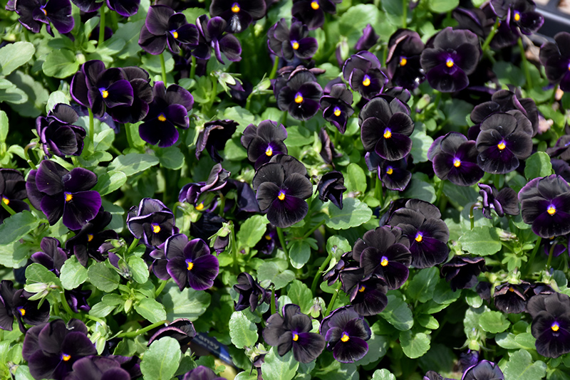 Sorbet Black Delight Pansy (Viola 'Sorbet Black Delight') at Oakland Nurseries Inc