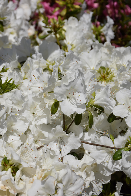 Girard's Pleasant White Azalea (Rhododendron 'Girard's Pleasant White') at Oakland Nurseries Inc