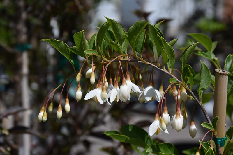 Fragrant Fountain Japanese Snowbell (Styrax japonicus 'Fragrant Fountain') at Oakland Nurseries Inc