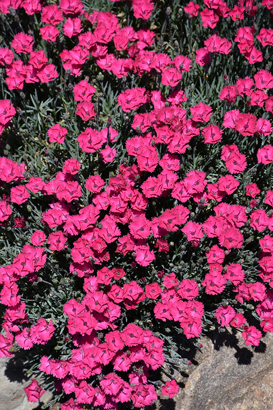 Paint The Town Red Pinks (Dianthus 'Paint The Town Red') at Oakland Nurseries Inc