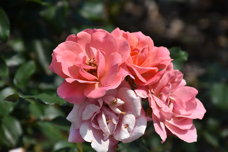 Coral Knock Out Rose (Rosa 'Radral') at Oakland Nurseries Inc