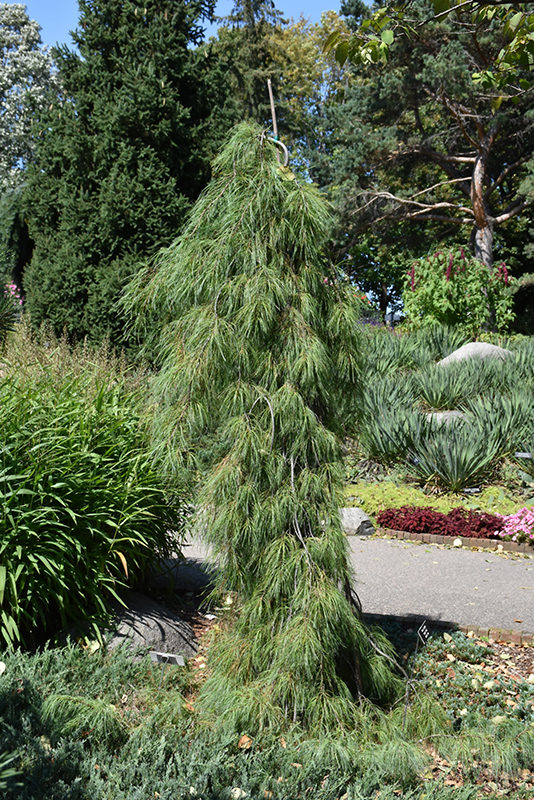 Angel Falls Weeping White Pine (Pinus strobus 'Angel Falls') at Oakland Nurseries Inc