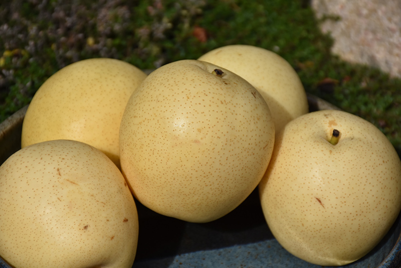 Shinseiki Asian Pear (Pyrus pyrifolia 'Shinseiki') at Oakland Nurseries Inc