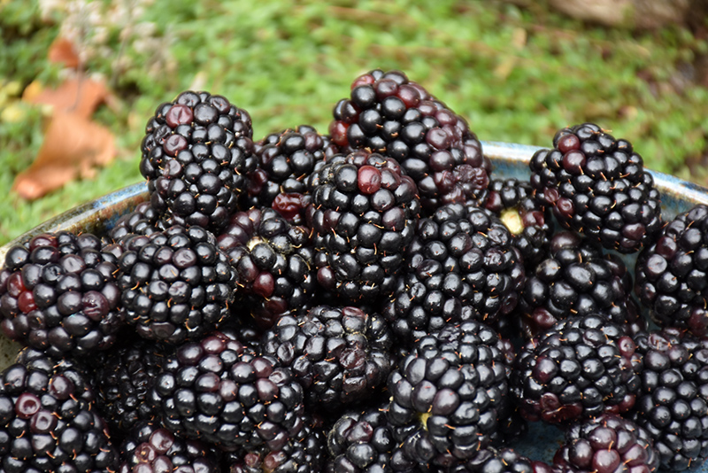 Triple Crown Blackberry (Rubus 'Triple Crown') at Oakland Nurseries Inc