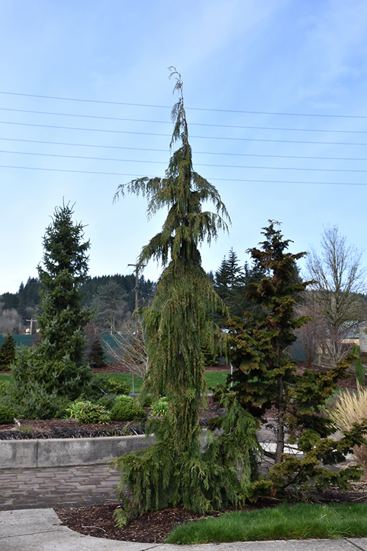 Weeping Nootka Cypress (Chamaecyparis nootkatensis 'Pendula') at Oakland Nurseries Inc