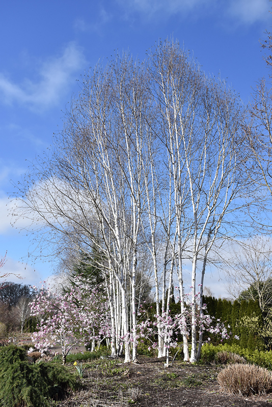 Whitebark Himalayan Birch (clump) (Betula utilis 'var. jacquemontii (clump)') at Oakland Nurseries Inc