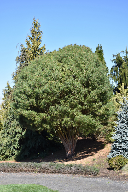 Beauvronensis Scotch Pine (Pinus sylvestris 'Beauvronensis') at Oakland Nurseries Inc
