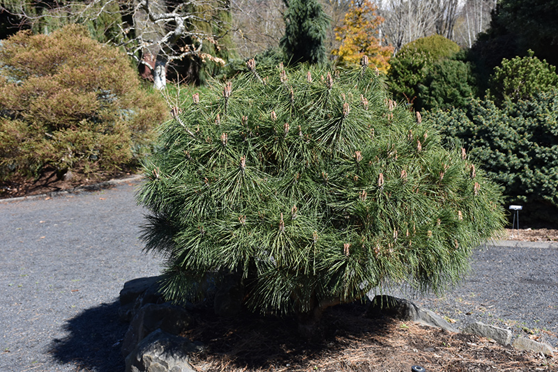 Brepo Dwarf Austrian Pine (Pinus nigra 'Brepo') at Oakland Nurseries Inc