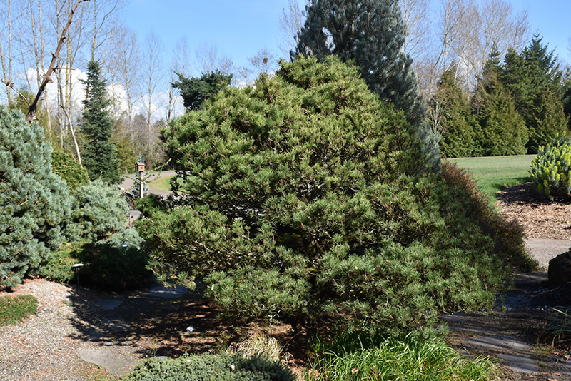 Spaan's Dwarf Shore Pine (Pinus contorta 'Spaan's Dwarf') at Oakland Nurseries Inc