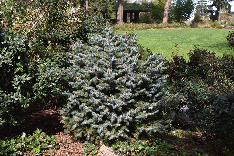 Papoose Dwarf Sitka Spruce (Picea sitchensis 'Papoose') at Oakland Nurseries Inc