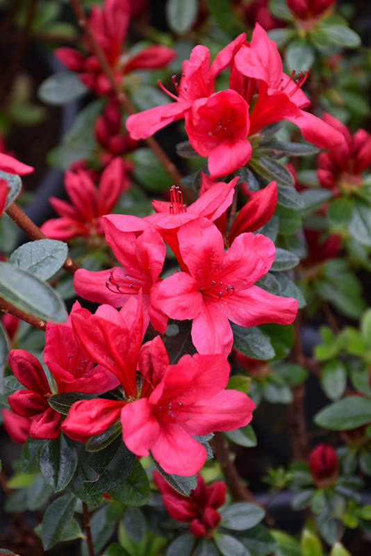 Red Red Azalea (Rhododendron 'Red Red') at Oakland Nurseries Inc