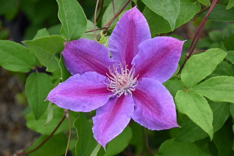 Dr. Ruppel Clematis (Clematis 'Dr. Ruppel') at Oakland Nurseries Inc