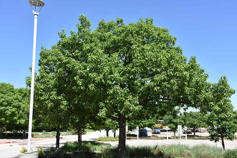 Chinkapin Oak (Quercus muehlenbergii) at Oakland Nurseries Inc
