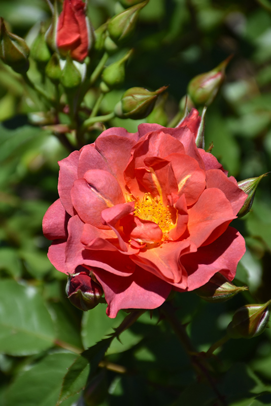 Cinco de Mayo Rose (Rosa 'Cinco de Mayo') at Oakland Nurseries Inc