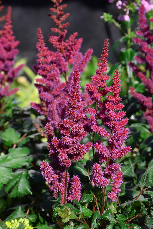 Visions in Red Chinese Astilbe (Astilbe chinensis 'Visions in Red') at Oakland Nurseries Inc
