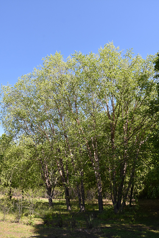 Northern Tribute River Birch (Betula nigra 'Dickinson') at Oakland Nurseries Inc