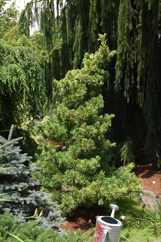 Goldilocks White Pine (Pinus parviflora 'Goldilocks') at Oakland Nurseries Inc