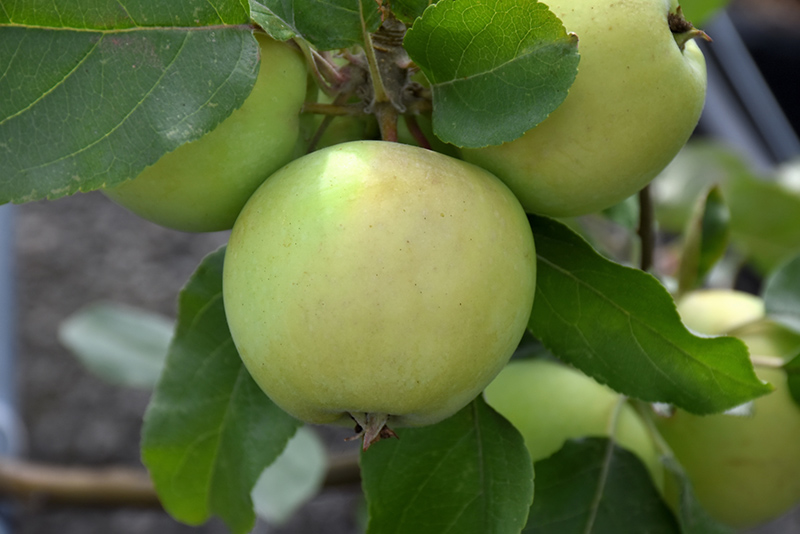 Lodi Apple (Malus 'Lodi') at Oakland Nurseries Inc