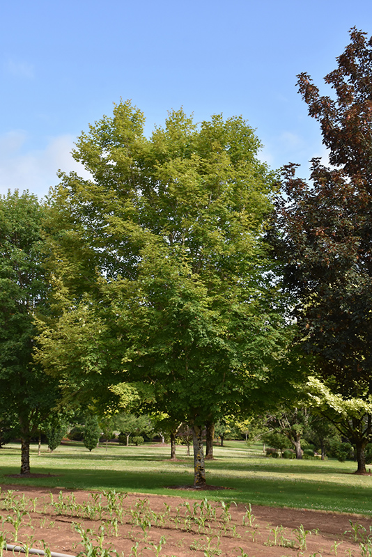 Wright Brothers Sugar Maple (Acer saccharum 'Wright Brothers') at Oakland Nurseries Inc