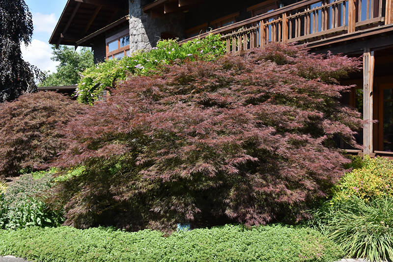 Ever Red Lace-Leaf Japanese Maple (Acer palmatum 'Ever Red') at Oakland Nurseries Inc