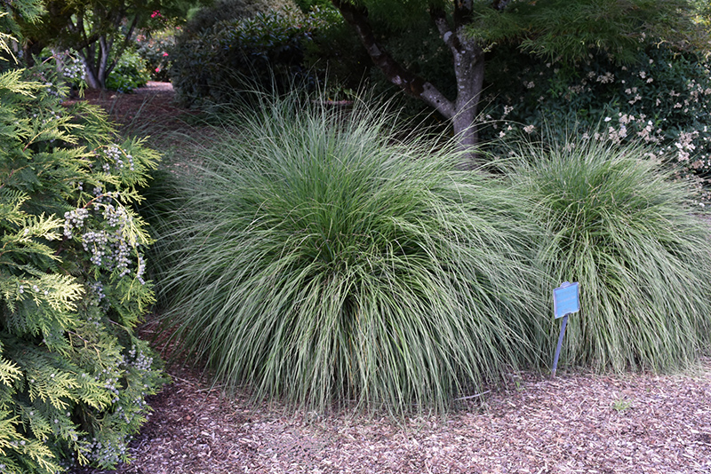 Hameln Dwarf Fountain Grass (Pennisetum alopecuroides 'Hameln') at Oakland Nurseries Inc