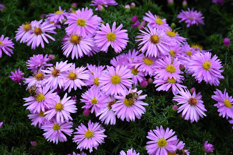 Woods Pink Aster (Aster 'Woods Pink') at Oakland Nurseries Inc