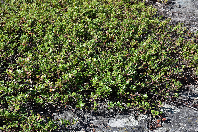 Bearberry (Arctostaphylos uva-ursi) at Oakland Nurseries Inc