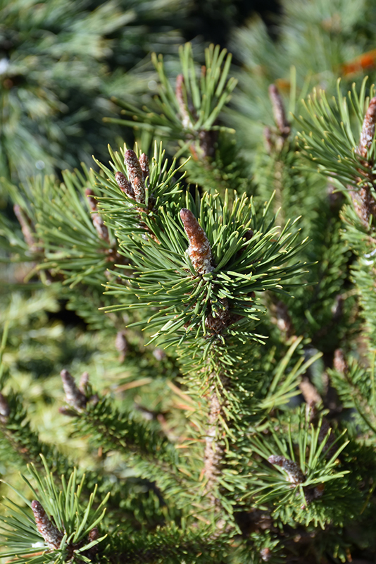Spaan's Dwarf Shore Pine (Pinus contorta 'Spaan's Dwarf') at Oakland Nurseries Inc