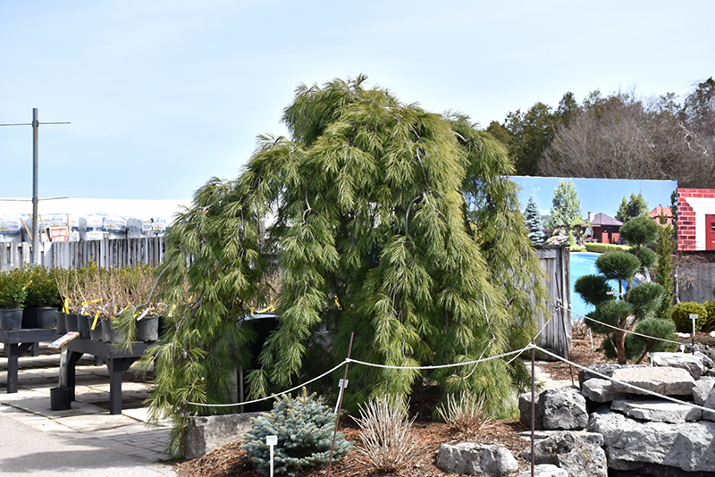 Weeping White Pine (Pinus strobus 'Pendula') at Oakland Nurseries Inc