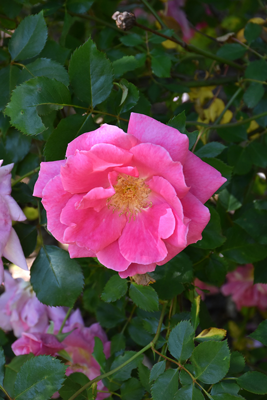 Carefree Beauty Rose (Rosa 'Carefree Beauty') at Oakland Nurseries Inc