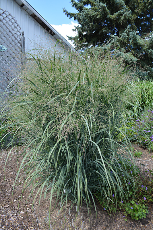 Northwind Switch Grass (Panicum virgatum 'Northwind') at Oakland Nurseries Inc
