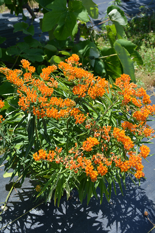 Butterfly Weed (Asclepias tuberosa) at Oakland Nurseries Inc