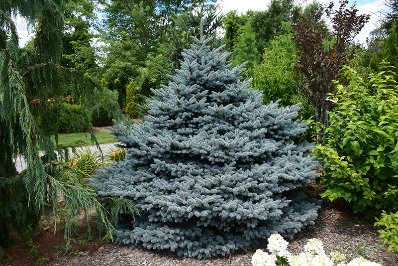 Montgomery Blue Spruce (Picea pungens 'Montgomery') at Oakland Nurseries Inc