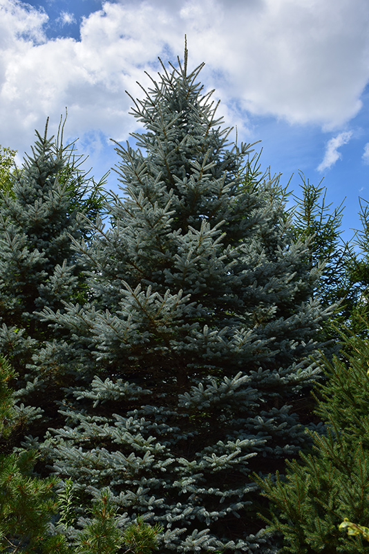 Baby Blue Eyes Spruce (Picea pungens 'Baby Blue Eyes') at Oakland Nurseries Inc