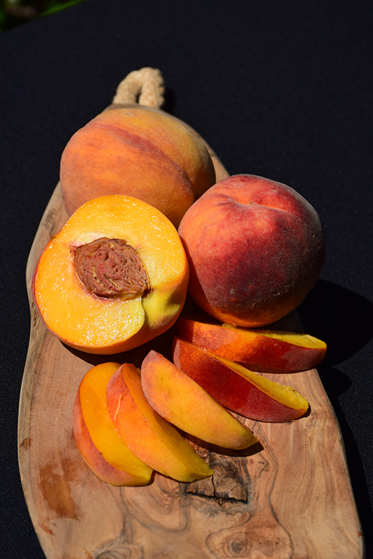Elberta Peach (Prunus persica 'Elberta') at Oakland Nurseries Inc