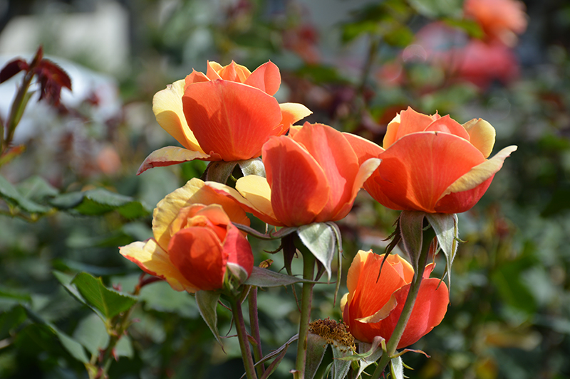 About Face Rose (Rosa 'About Face') at Oakland Nurseries Inc