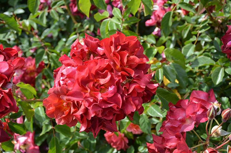 Cinco de Mayo Rose (Rosa 'Cinco de Mayo') at Oakland Nurseries Inc