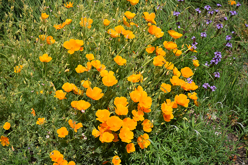 California Poppy (Eschscholzia californica) at Oakland Nurseries Inc
