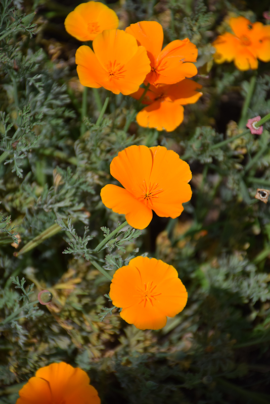 California Poppy (Eschscholzia californica) at Oakland Nurseries Inc