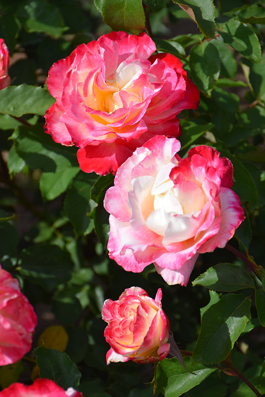Double Delight Rose (Rosa 'Double Delight') at Oakland Nurseries Inc