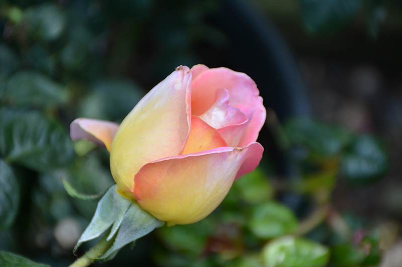 Peace Rose (Rosa 'Peace') at Oakland Nurseries Inc