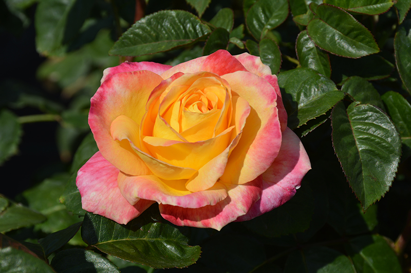 Love And Peace Rose (Rosa 'Love And Peace') at Oakland Nurseries Inc