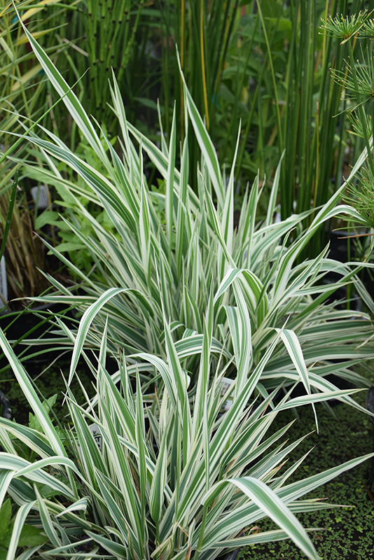 Tricolor Ribbon Grass (Phalaris arundinacea 'Feecy's Form') at Oakland Nurseries Inc