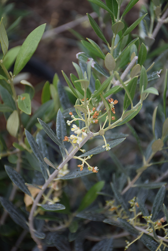 Arbequina European Olive (Olea europaea 'Arbequina') at Oakland Nurseries Inc