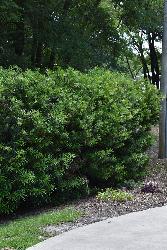 Japanese Yew (Podocarpus macrophyllus) at Oakland Nurseries Inc