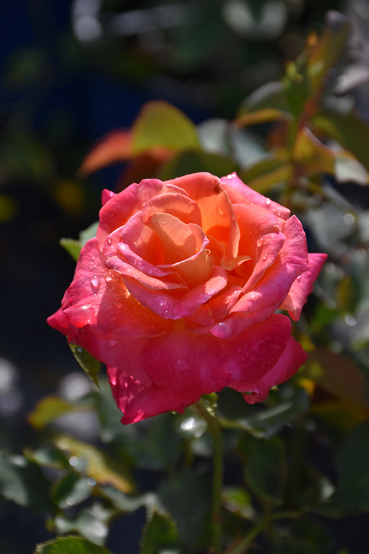 Granada Rose (Rosa 'Granada') at Oakland Nurseries Inc