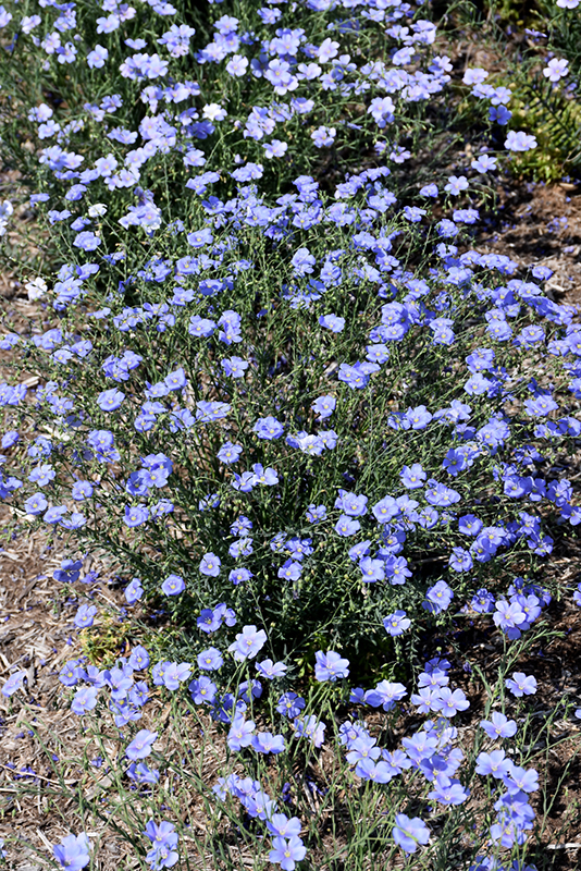 Sapphire Perennial Flax (Linum perenne 'Sapphire') at Oakland Nurseries Inc