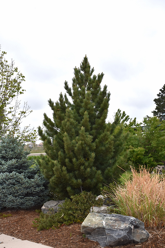 Emerald Arrow Bosnian Pine (Pinus heldreichii 'Emerald Arrow') at Oakland Nurseries Inc