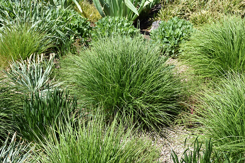 Autumn Moor Grass (Sesleria autumnalis) at Oakland Nurseries Inc